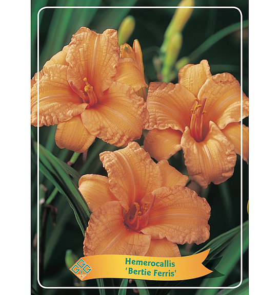 Hemerocallis Bertie Ferris Ø11
