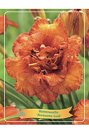 Hemerocallis Awesome Luck Ø11
