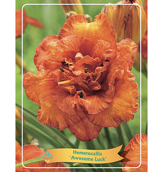 Hemerocallis Awesome Luck Ø11