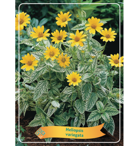 Heliopsis variegata Ø11