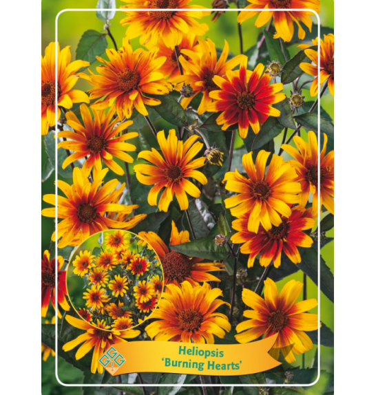 Heliopsis Burning Hearts Ø11