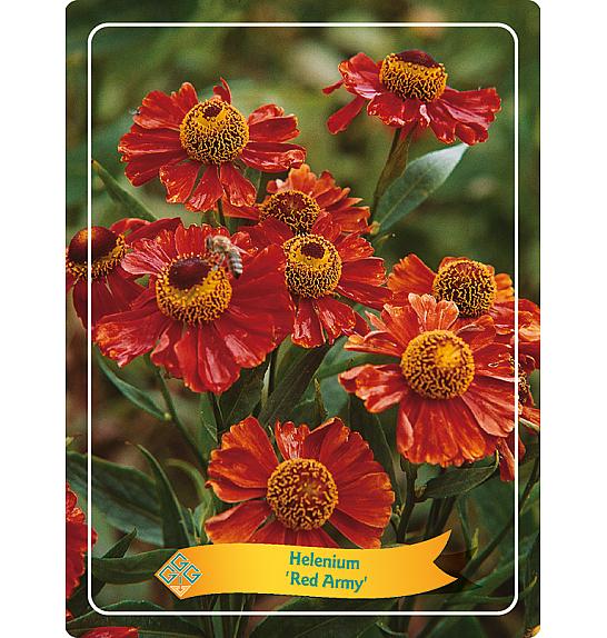 Helenium Tom Ø11