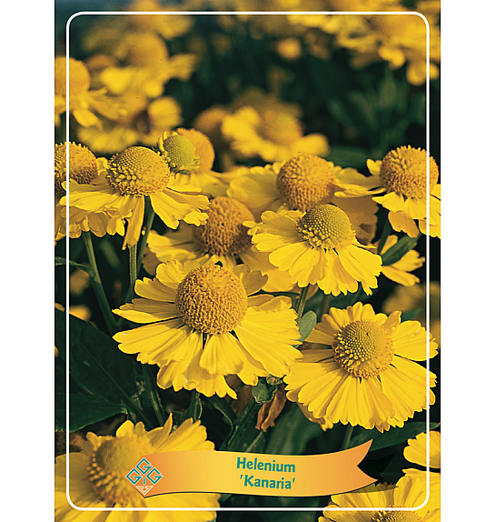 Helenium Kanaria Ø11