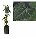 Hedera hibernica C2,5 Lit. 80-100 cm C2,5 Lit. 40-60 cm