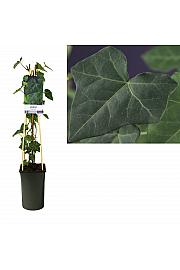 Hedera hibernica C2,5 Lit. 80-100 cm C2,5 Lit. 40-60 cm