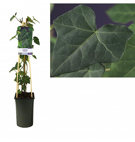 Hedera hibernica C2,5 Lit. 80-100 cm C2,5 Lit. 40-60 cm