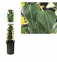 Hedera helix Natasja C2,5 Lit. 40-60 cm