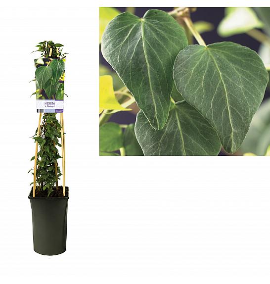 Hedera helix Natasja C2,5 Lit. 40-60 cm