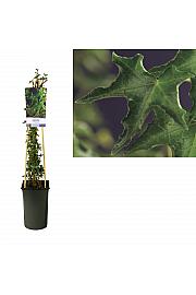 Hedera helix Ivalace C2,5 Lit. 40-60 cm