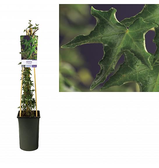 Hedera helix Ivalace C2,5 Lit. 40-60 cm