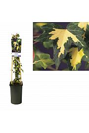 Hedera helix Goldheart C2,5 Lit. 40-60 cm