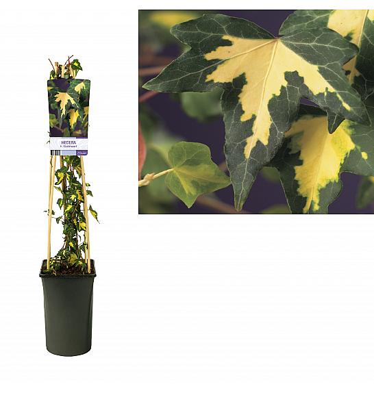 Hedera helix Goldheart C2,5 Lit. 40-60 cm