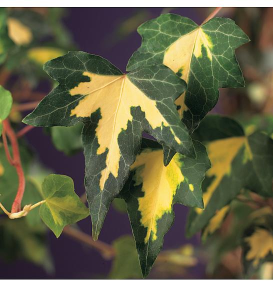 Hedera helix Goldheart C1 Lit. 20-30 cm