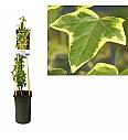 Hedera helix Goldchild C2,5 Lit. 40-60 cm