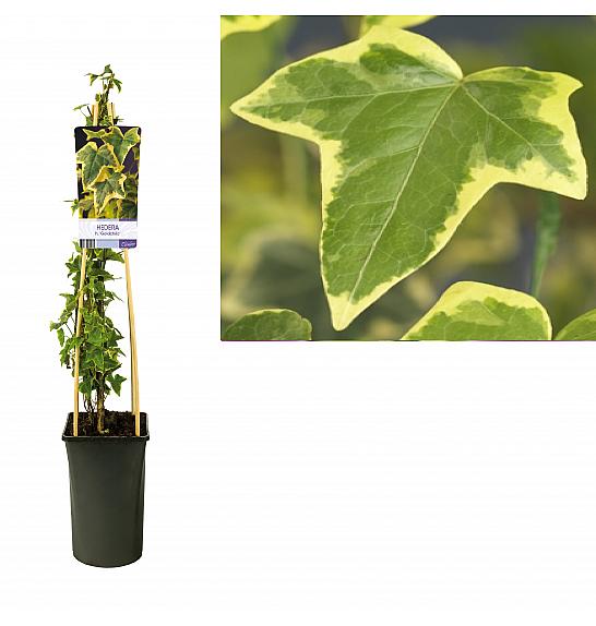 Hedera helix Goldchild C2,5 Lit. 40-60 cm