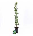 Hedera helix Glacier C2,5 Lit. 40-60 cm
