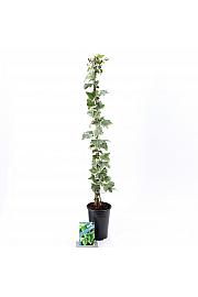 Hedera helix Glacier C2,5 Lit. 40-60 cm