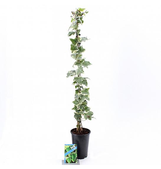 STARRE Hedera helix Glacier