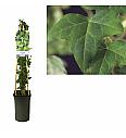 Hedera helix C2,5 Lit. 40-60 cm