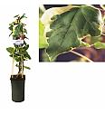 Hedera Gloire de Marengo C2,5 Lit. 40-60 cm