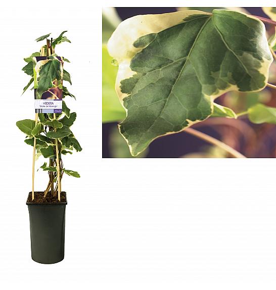 Hedera Gloire de Marengo C2,5 Lit. 40-60 cm
