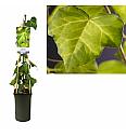 Hedera colchica Sulphur heart C2,5 Lit. 40-60 cm