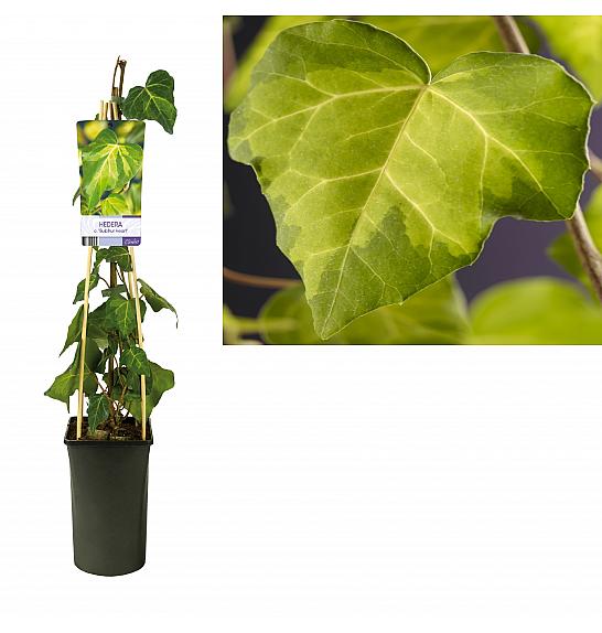 Hedera colchica Sumporno srce C2,5 Lit. 40-60 cm