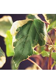 Hedera alegriensis Gloire de Marengo C1 Lit. 20-30 cm