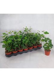 Hedera Hibernica Ø9