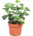 Hedera Hibernica Ø13