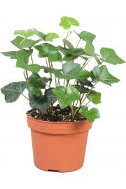 Hedera Hibernica Ø13