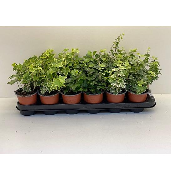 Hedera helix Ø9 mix