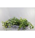 Hedera helix Ø12 mix