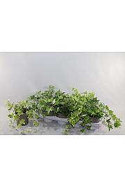 Hedera helix Ø12 mix
