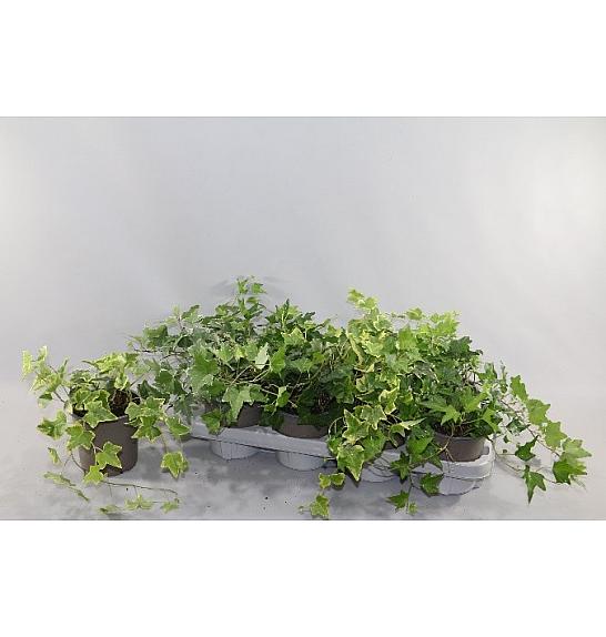 Hedera helix Ø12 mix