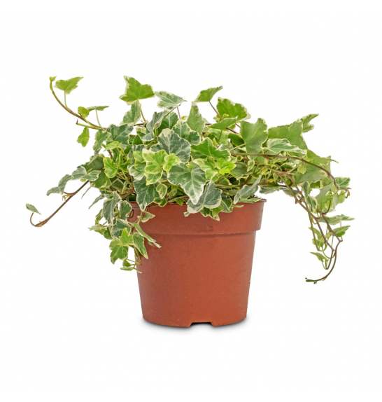 Hedera helix Ø 12 mix