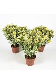Hebe Veronica Variegata Ø12