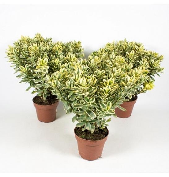 Hebe Veronica Variegata Ø12
