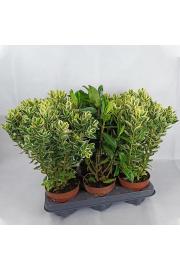 Hebe Veronica Variegata + Green Ø12