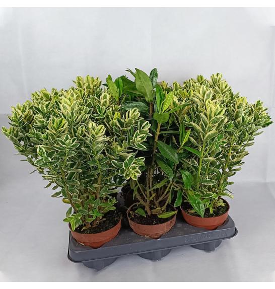 Hebe Veronica Variegata + Green Ø12