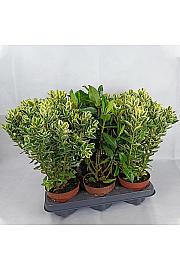 Hebe Veronica Variegata + zelena Ø 12