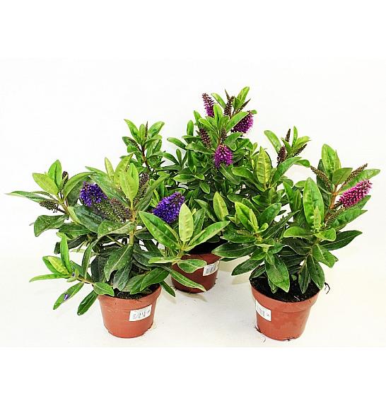 Hebe Veronica Green Ø12