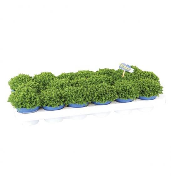 Hebe Green Globe Ø9