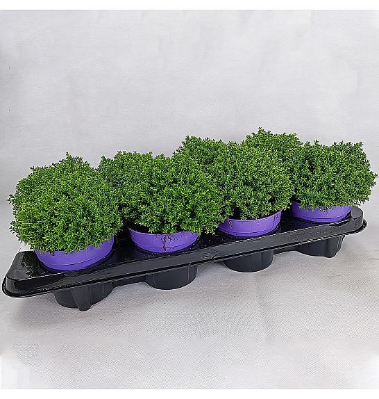 Hebe Zelena kugla Ø 12