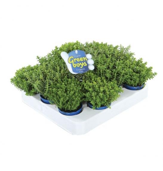Hebe Green Boys Ø6 mix