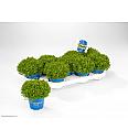 Hebe Green Boys Green Globe Ø12