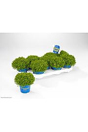 Hebe Green Boys Green Globe Ø12