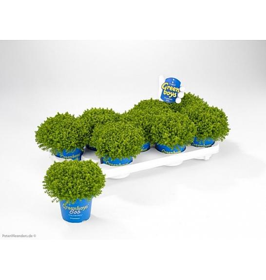 Hebe Green Boys Green Globe Ø12