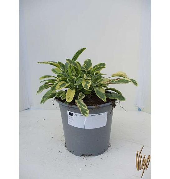 Salvia icterina Ø14