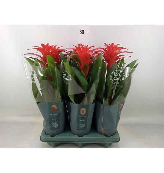 Guzmania hybrid Ø12 Red